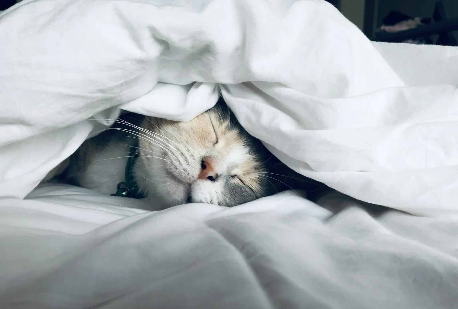 Why the Extra Hour of Sleep Beats the Extra Hour of Study Every Time